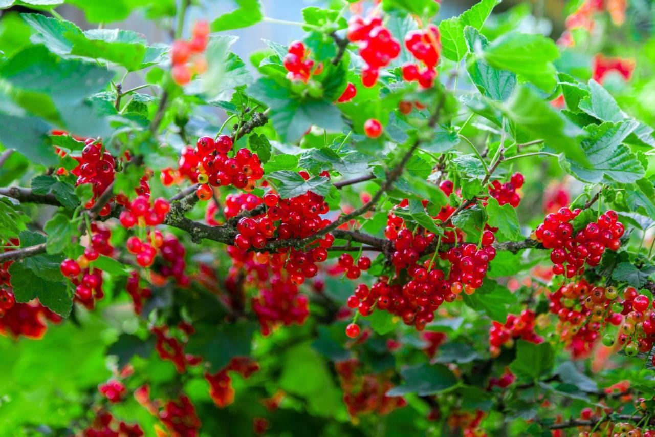 Agroturystyka Sikorki Lubomierz  Bagian luar foto